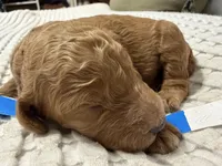 Valor, a male Goldendoodle for sale in Vassar, KS – Photo 2 of 6