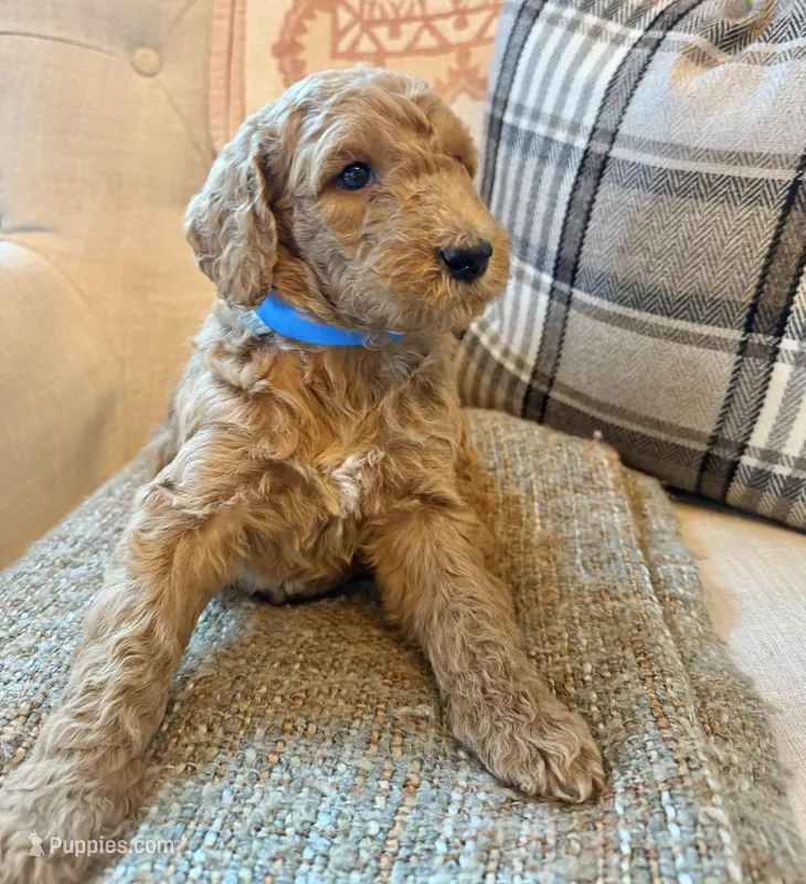 Valor – Goldendoodle puppy for sale in Vassar, KS