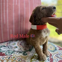 Miller, a male Goldendoodle for sale in Vassar, KS – 4 of 6