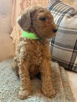 Patriot, a male Goldendoodle for sale in Vassar, KS – 3 of 4