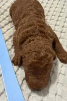 Patriot, a male Goldendoodle for sale in Vassar, KS – Photo 3 of 6