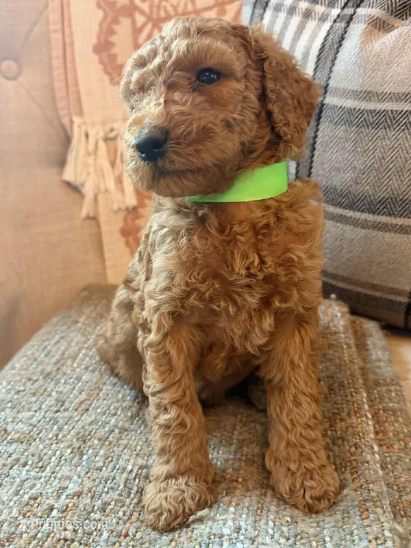 Patriot – Goldendoodle puppy for sale in Vassar, KS