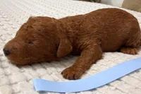 Patriot, a male Goldendoodle for sale in Vassar, KS – Photo 2 of 6