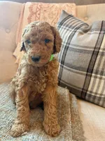 Patriot, a male Goldendoodle for sale in Vassar, KS – 2 of 4
