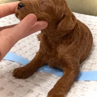 Patriot, a male Goldendoodle for sale in Vassar, KS – Photo 5 of 6