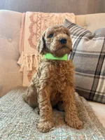 Patriot, a male Goldendoodle for sale in Vassar, KS – 4 of 4