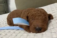 Patriot, a male Goldendoodle for sale in Vassar, KS – Photo 4 of 6