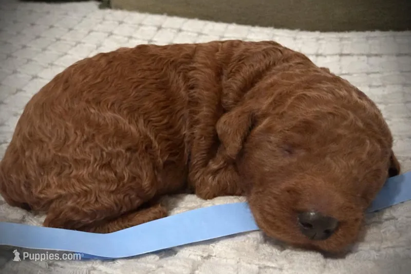 Patriot – Goldendoodle puppy for sale in Vassar, KS