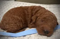 Patriot, a male Goldendoodle for sale in Vassar, KS – Photo 1 of 6