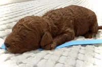 Patriot, a male Goldendoodle for sale in Vassar, KS – Photo 6 of 6