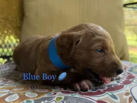 Buddy, a male Goldendoodle for sale in Vassar, KS – 6 of 6