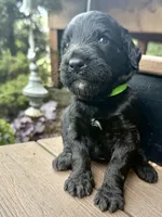 Rusty, a male Goldendoodle for sale in Vassar, KS – 2 of 4