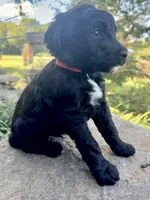 Cider, a male Goldendoodle for sale in Vassar, KS – 3 of 5