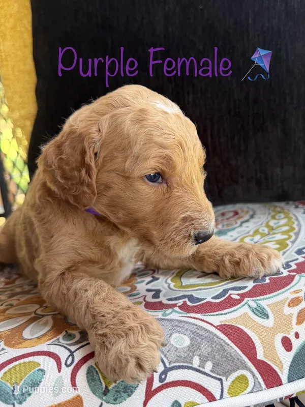 Vera – Goldendoodle puppy for sale in Vassar, KS