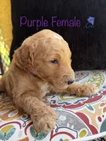 Vera, a female Goldendoodle for sale in Vassar, KS – 1 of 6