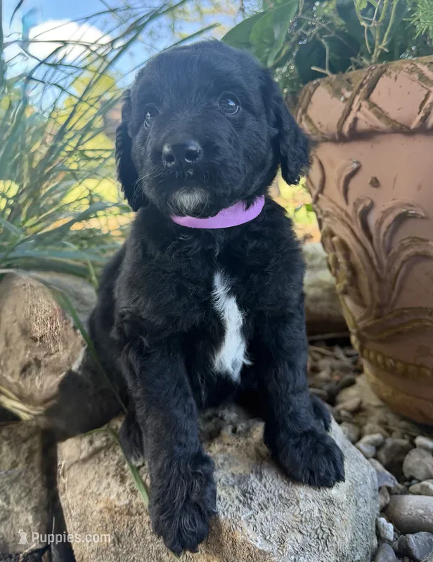 Maple – Goldendoodle puppy for sale in Vassar, KS