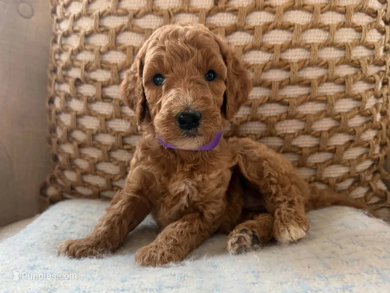 Vera – Goldendoodle puppy for sale in Vassar, KS