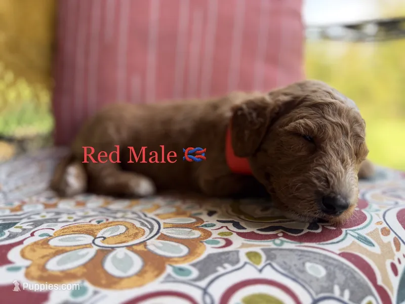 Miller – Goldendoodle puppy for sale in Vassar, KS