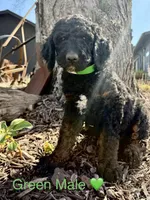 Levi, a male Poodle - Standard  for sale in Vassar, KS – Photo 3 of 5