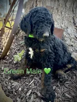 Levi, a male Poodle - Standard  for sale in Vassar, KS – Photo 4 of 5