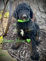 Levi, a male Poodle - Standard  for sale in Vassar, KS – Photo 5 of 5