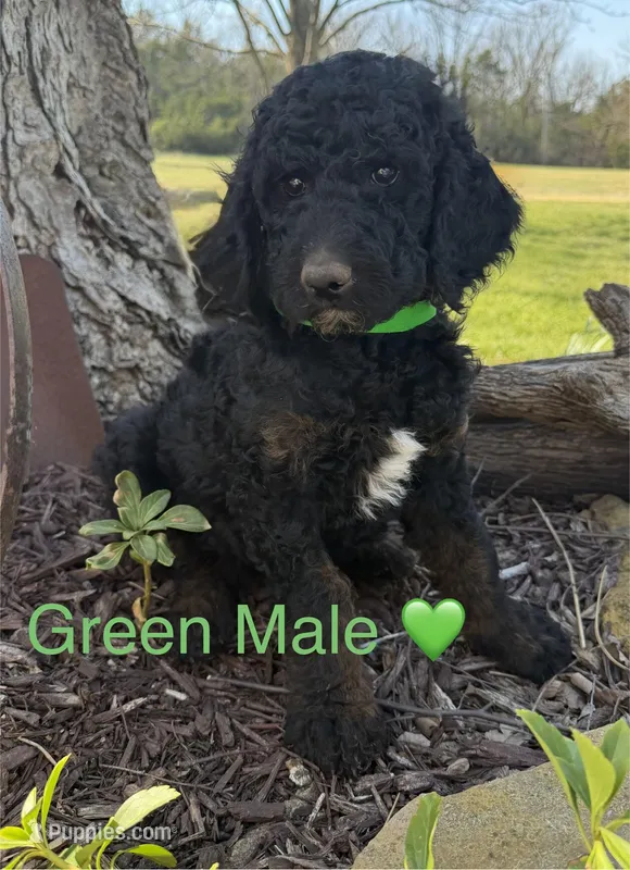 Levi – Poodle - Standard  puppy for sale in Vassar, KS