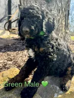 Levi, a male Poodle - Standard  for sale in Vassar, KS – Photo 2 of 5
