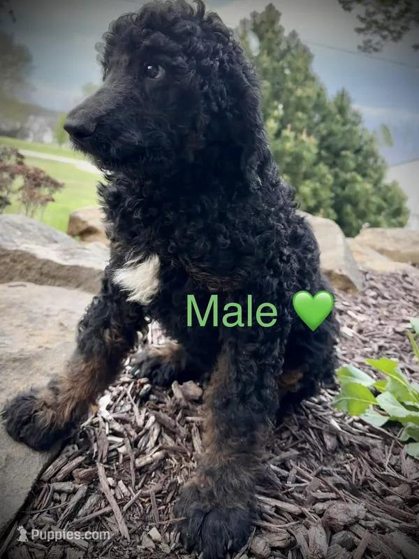 Levi – Poodle - Standard  puppy for sale in Vassar, KS