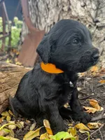 Copper, a male Goldendoodle for sale in Vassar, KS – 3 of 4