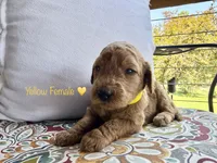 Sunny, a female Goldendoodle for sale in Vassar, KS – 2 of 6