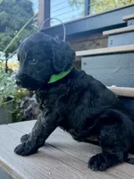 Rusty, a male Goldendoodle for sale in Vassar, KS – 3 of 5