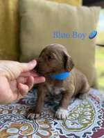 Buddy, a male Goldendoodle for sale in Vassar, KS – 2 of 6