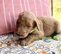 Clara, a female Goldendoodle for sale in Vassar, KS – 5 of 6