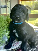 Ember, a male Goldendoodle for sale in Vassar, KS – 2 of 5