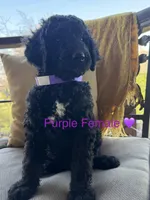 Lucy, a female Poodle - Standard  for sale in Vassar, KS – Photo 2 of 5