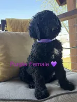 Lucy, a female Poodle - Standard  for sale in Vassar, KS – Photo 4 of 5