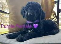 Lucy, a female Poodle - Standard  for sale in Vassar, KS – Photo 5 of 5