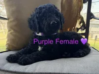 Lucy, a female Poodle - Standard  for sale in Vassar, KS – Photo 1 of 5