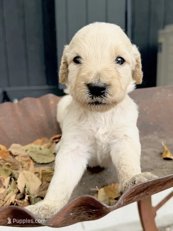 Hickory – Goldendoodle puppy for sale in Vassar, KS