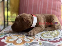 Miller, a male Goldendoodle for sale in Vassar, KS – 3 of 6