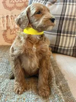 Belle, a female Goldendoodle for sale in Vassar, KS – 3 of 4