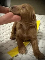 Belle, a female Goldendoodle for sale in Vassar, KS – Photo 6 of 6