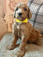 Belle, a female Goldendoodle for sale in Vassar, KS – 2 of 4