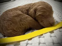 Belle, a female Goldendoodle for sale in Vassar, KS – Photo 5 of 6