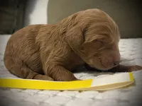Belle, a female Goldendoodle for sale in Vassar, KS – Photo 2 of 6