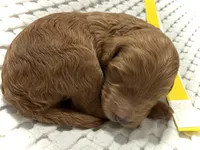 Belle, a female Goldendoodle for sale in Vassar, KS – Photo 1 of 6