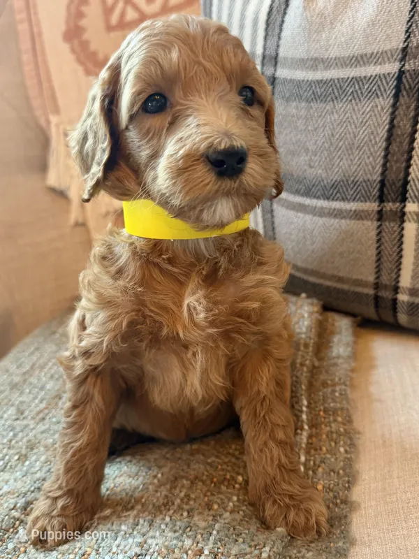 Belle – Goldendoodle puppy for sale in Vassar, KS