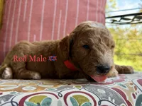 Miller, a male Goldendoodle for sale in Vassar, KS – 2 of 6