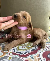 Rose, a female Goldendoodle for sale in Vassar, KS – 6 of 6