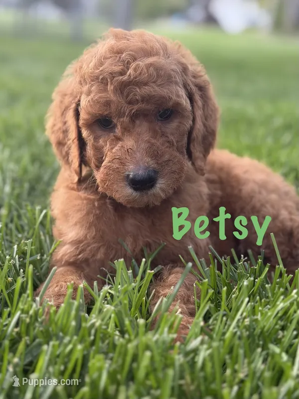 Betsy – Goldendoodle puppy for sale in Vassar, KS
